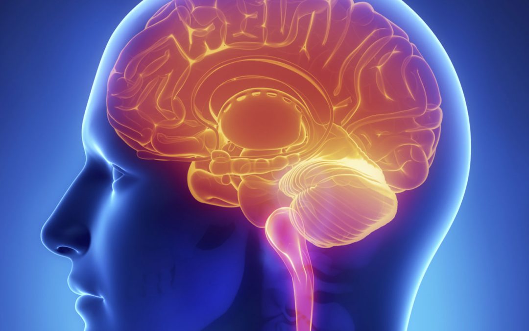which part(s) of the brain when impaired by alcohol play an important role in memory
